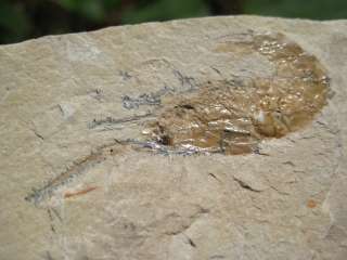 Fossil SHRIMP Sea Creature Lebanon Shell Fish Fossils  