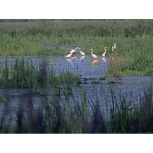  Great Egrets, Horicon Marsh National Wildlife Refuge 