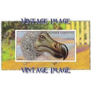 Clear Window Cling 6 inch x 4 inch (14 x 10cm) Bird Dodo Vintage Image