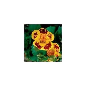   Monkey Flower Magic Yellow with Red Blotch Seeds Patio, Lawn & Garden