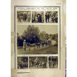    1916 Children War Ww1 Donkey Team Thann School Boys