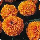 THOMPSON MORGANS MARIGOLD SEEDS MR MAJESTIC 25 SEEDS items in Marys 