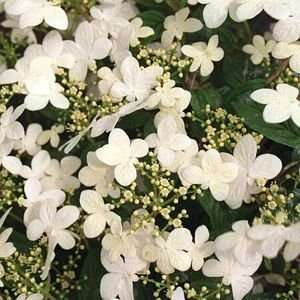  VIBURNUM SUMMER SNOWFLAKE / 1 gallon Potted: Patio, Lawn 