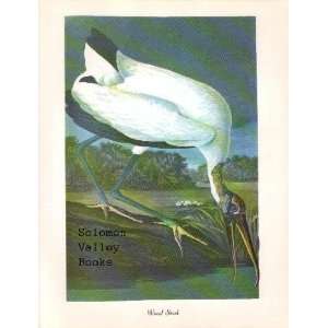  Wood Stork (8 1/2 by 11 1/2 Color Print) 