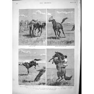 1895 Breaking In Warrigals Wild Horses Queensland