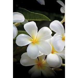  Plumeria Famously Fragrant Candle