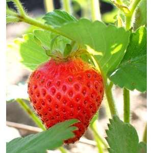  Sweet Charlie Strawberry Seed Pack: Patio, Lawn & Garden