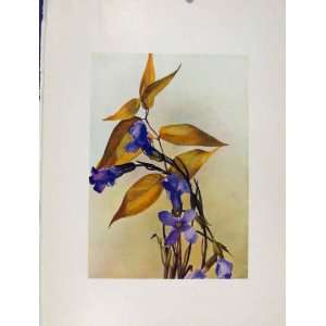   48 Convallaria Gentiana Flower Plant Sketch Print: Home & Kitchen