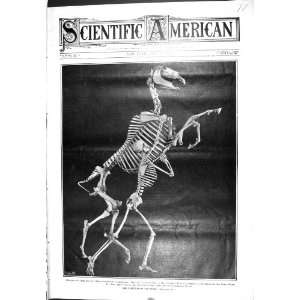 1905 Scientific American Evolution Horses Skeleton Primitive Mammals 