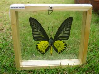 YOU ARE BIDDING ON BEAUTIFUL BUTTERFLY IN WOODEN DOUBLE GLASS FRAME!