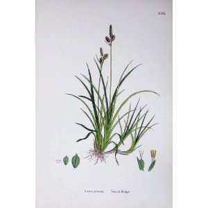   Botany Plants C1902 Vernal Sedge Carex Praecox Colour: Home & Kitchen