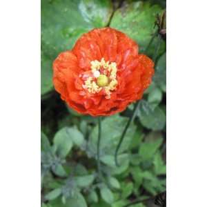  1000 MIXED COLORS DOUBLE SHIRLEY POPPY Papaver Rhoeas 