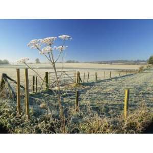  Frosty Rural Landscape, Puttenham, Surrey, England, UK 
