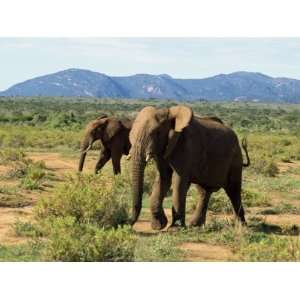  Elephant, Samburu National Reserve, Kenya, East Africa 