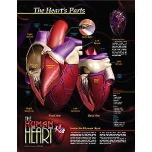   Heart, and Intriguing Facts and Figures about the Heart. Office