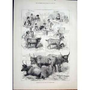  Sketch Dairy Show Cao Cattle Agriculture Old Print 1881 