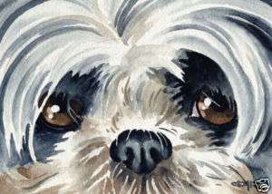 SHIH TZU Watercolor Dog Art ACEO Print Signed DJR  