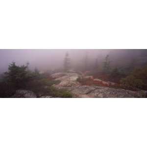  Trees Covered with Fog, Cadillac Mountain, Acadia National 