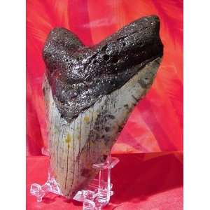  Custom Megalodon Shark Tooth Display Stand (3 7): Sports 