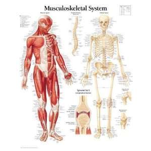 Musculoskeletal System chart Laminated Wall Chart [Wall 