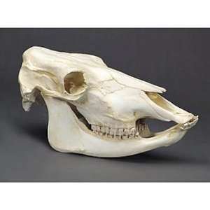 Cow Skull, Plastic  Industrial & Scientific