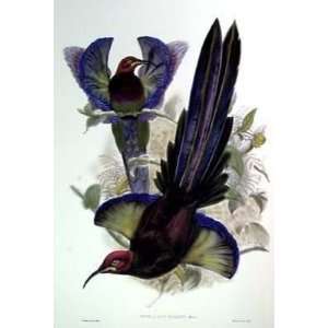   III   Artist John Gould   Poster Size 16 X 24 inches