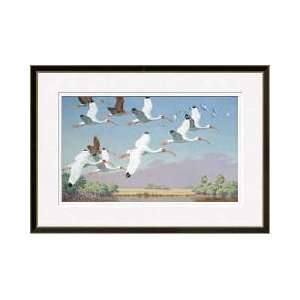   White Ibises Fly From Marshes Toward Nearby Roosts Framed Giclee Print