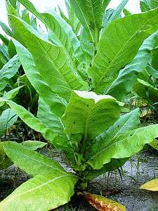 1000+Tobacco seeds Virginia Bright Leaf **MILD ** RYO**  