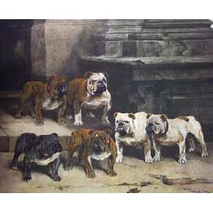 Modern Bulldogs Etching Wardle, Arthur Animals, Dogs Birds Engraving 