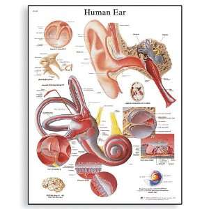 3B Scientific VR1243UU Glossy Paper Human Ear Anatomical Chart, Poster 