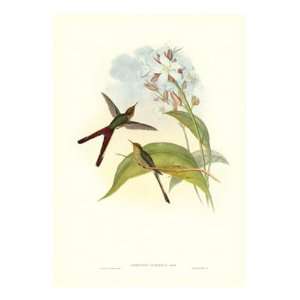  Gould Hummingbird III   Poster by John Gould (16x22)