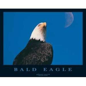  Bald Eagle    Print