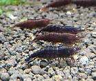 Chocolate Shrimp Exciting new color Neocardina easy to raise and 