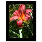 a3 framed poster black red yellow daylily flower hemerocallis location