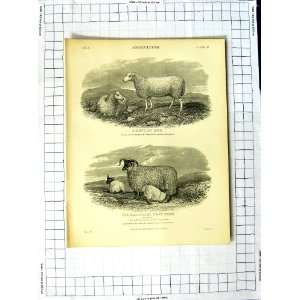    Encyclopaedia Britannica Agriculture Bull Ewe Sheep