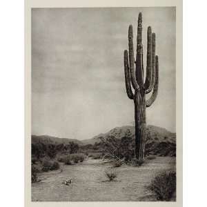 1927 Giant Saguaro Cactus Arizona Desert E. O. Hoppe   Original 