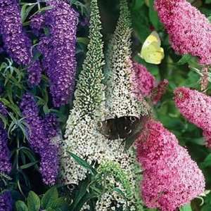 Butterfly Bush  Mixed Colors  15 Seeds