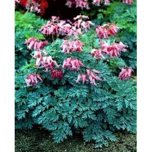  Candy Hearts Bleeding Hearts   Dicentra   SHADE   Potted 