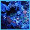 200W Aquarium Coral Reef Tank White Blue LED Grow Light  