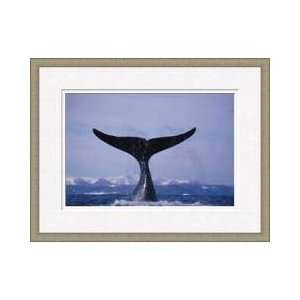 Bowhead Or Greenland Right Whale Framed Giclee Print 