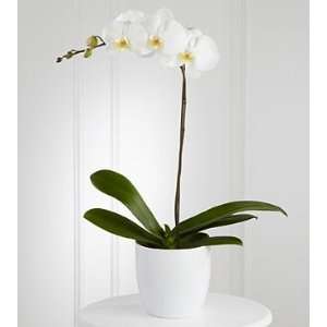 The FTD White Orchid Planter  Grocery & Gourmet Food