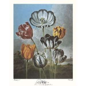  A Group of Tulips by Robert John Thornton MD. 11x18 