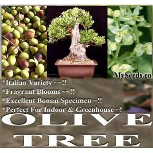   Olea europaea Seeds BONSAI & Variety from Italy Patio, Lawn & Garden
