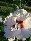 Live Double Flower White Althea 1 Gal. Plants Large Flowers Plant 