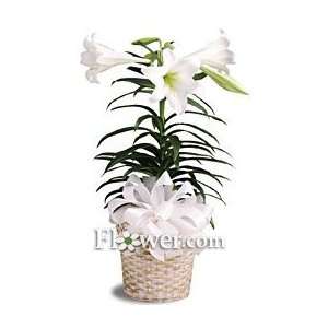  Easter Lily Plant