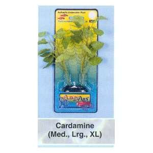  Plants+Plus Extra Large Cardamine
