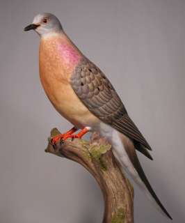 Extinct Passenger Pigeon Original Wood Carving/Birdhug  