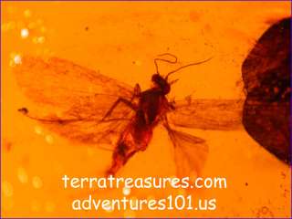   Giant Winged Fulgoroid and a Large Moth in Dominican Amber  