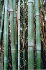 Cold Hardy Phyllostachys HETEROCLADA Bamboo Plant 5Gal  
