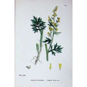    Sowerby Plants C1902 Common Wormwood Artemisia